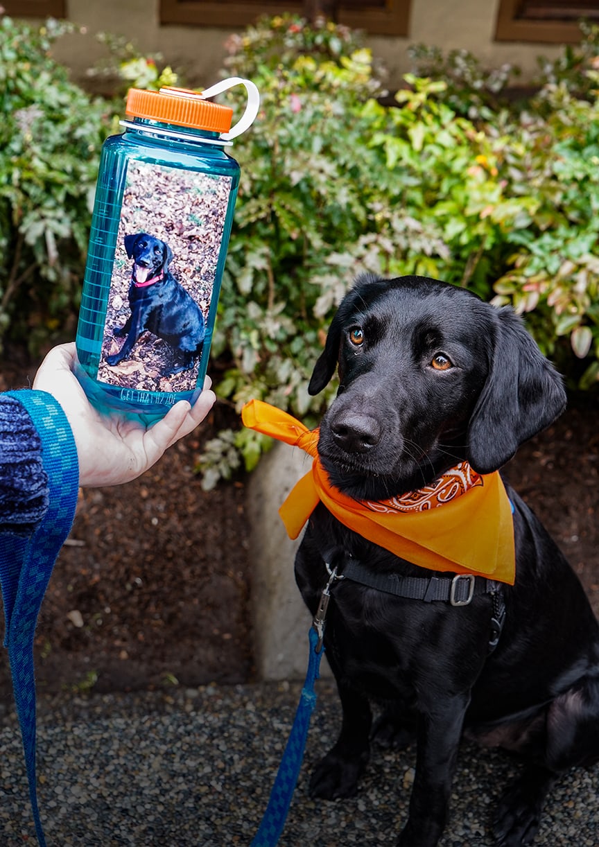 Dog staring at his own picture on a custom nalgene bottle